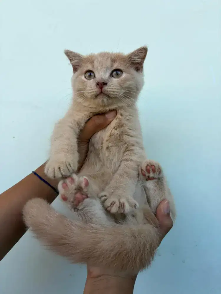Kucing Scottish jantan lucu