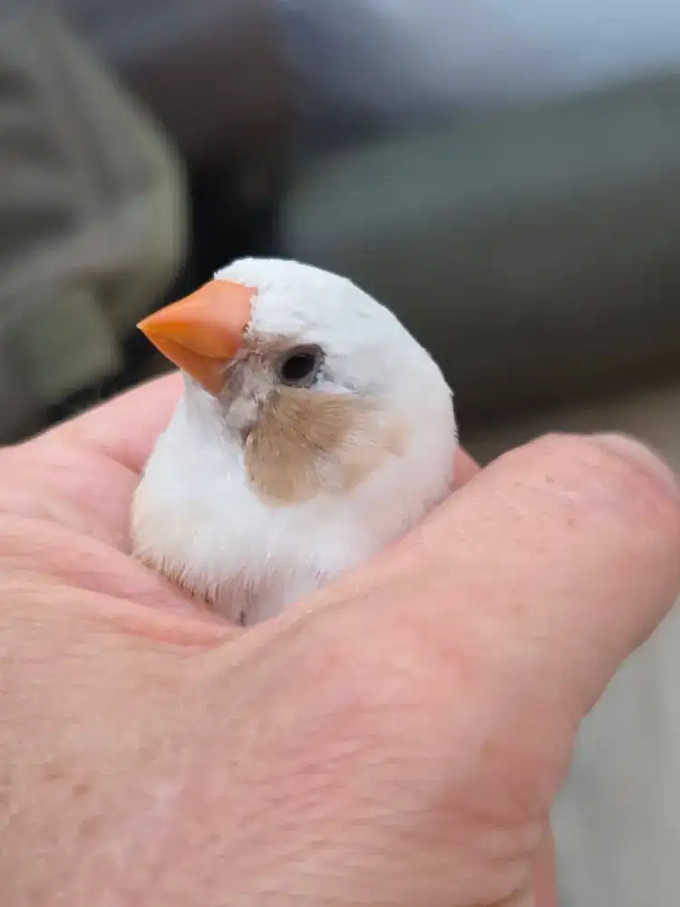 Zebra Finch 2 betina satu Jantan
