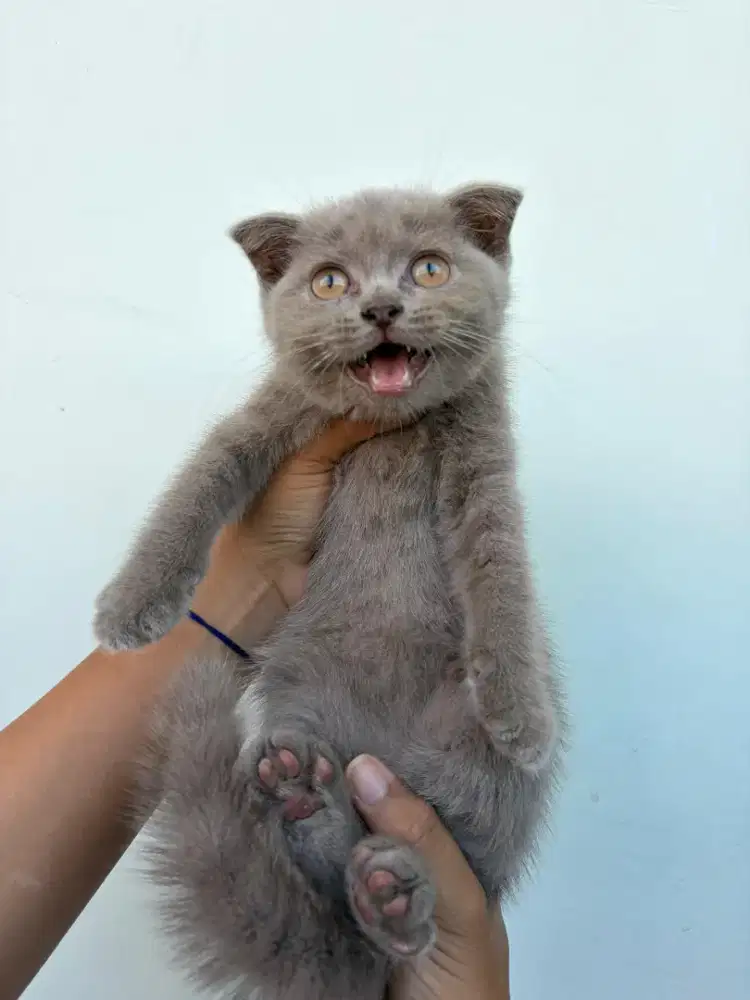 Kucing British shorts hair