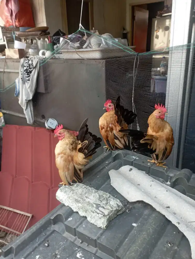 Ayam serama asli