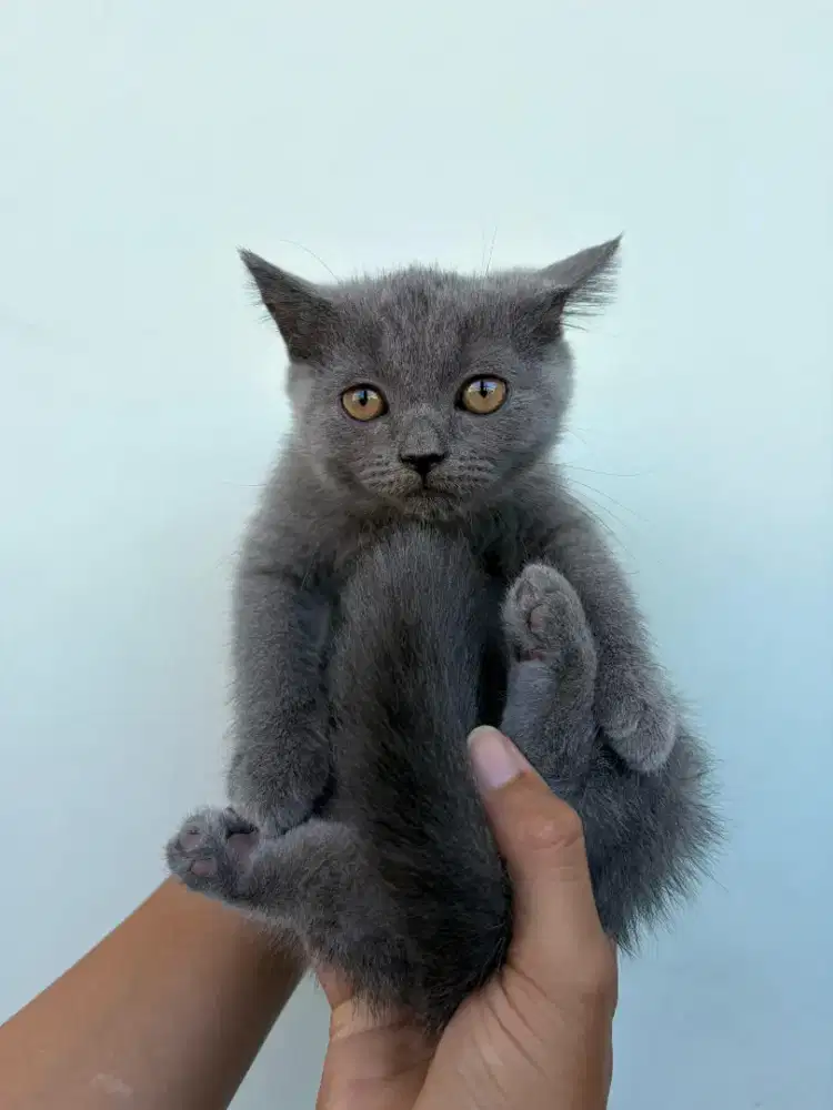 kucing British shorts hair
