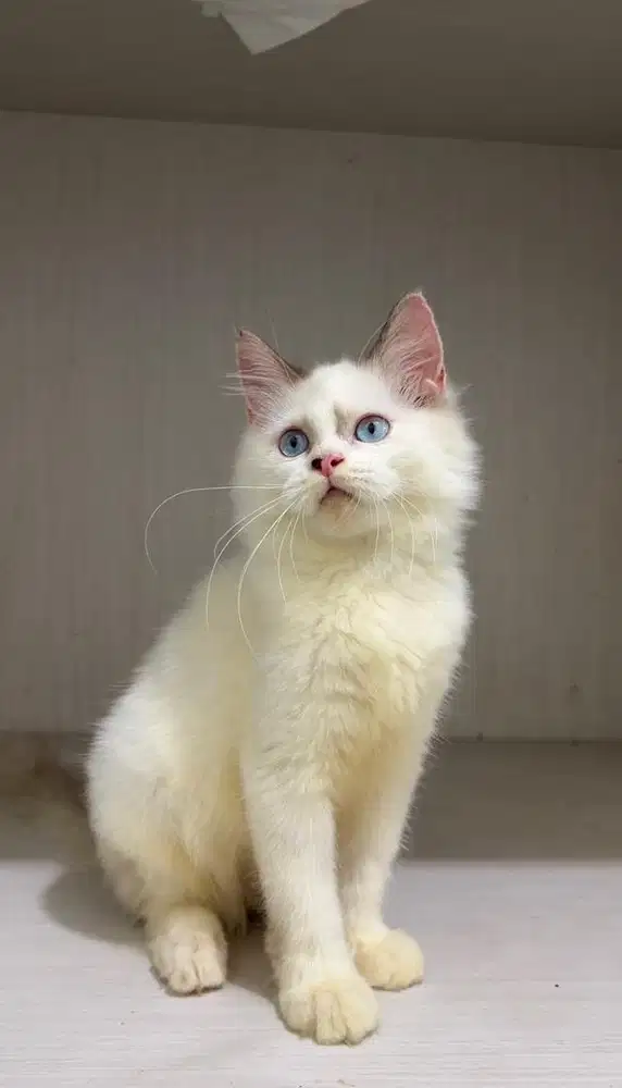 kucing kitten ragdoll jantan