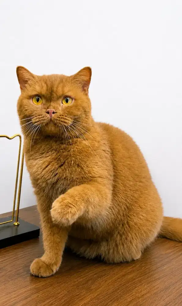 British shorthair cinamon betina 14 buln