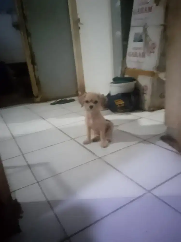 miniature yorkshire female sehat. smart ..dan ga berisik