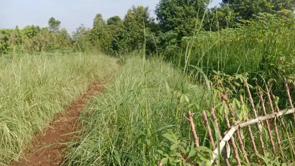 Rumput vetiver distributor daerah bogor
