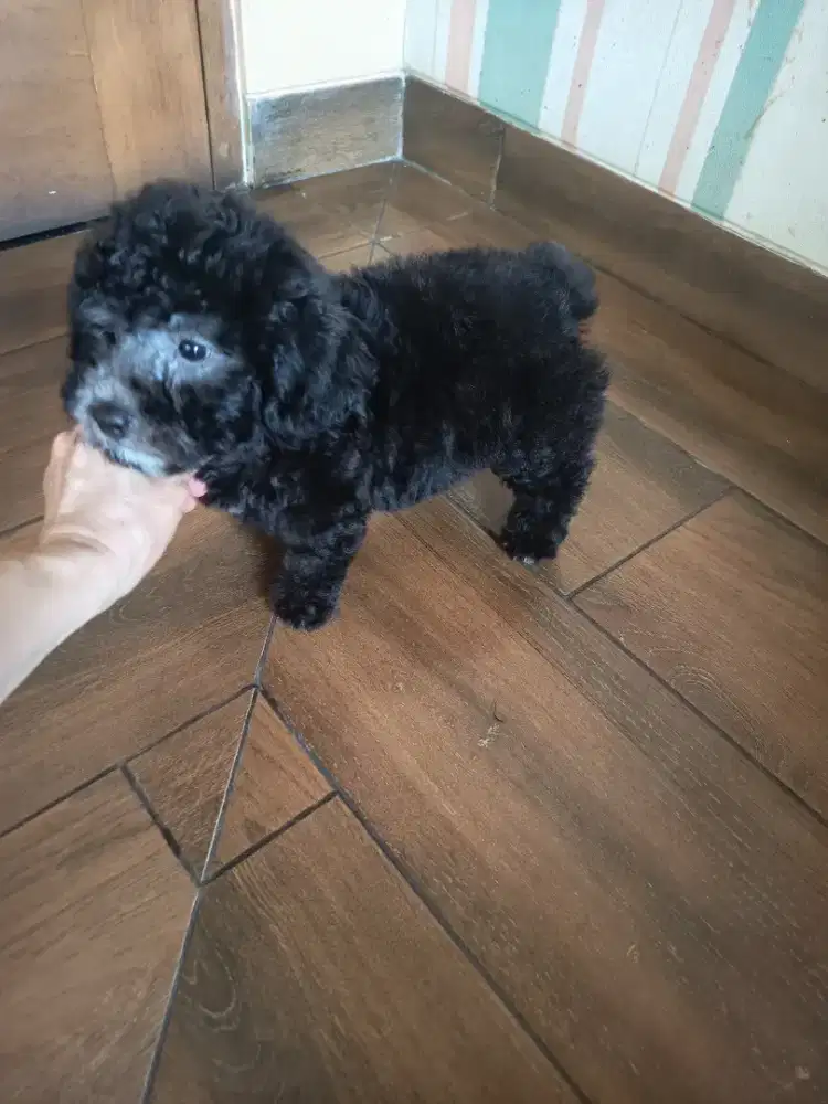 silver toy poodle male