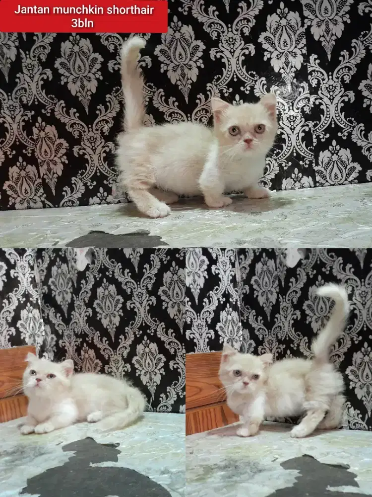 Lepas adopsi kucing persia munchkin