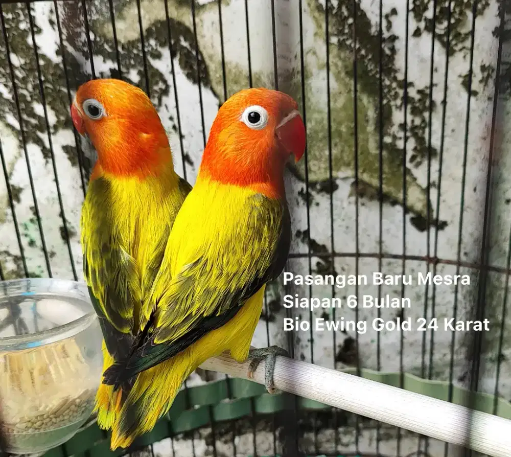 Burung Lovebird Sepasang