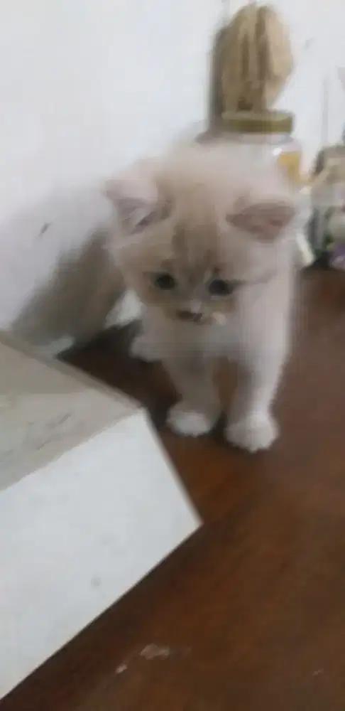 Hewan Kucing kitten