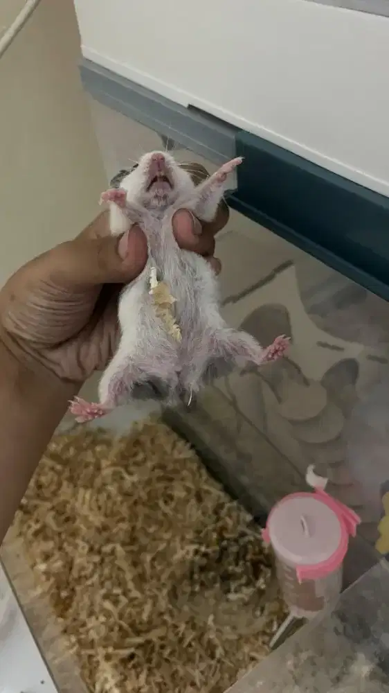 Hamster Fujiyama