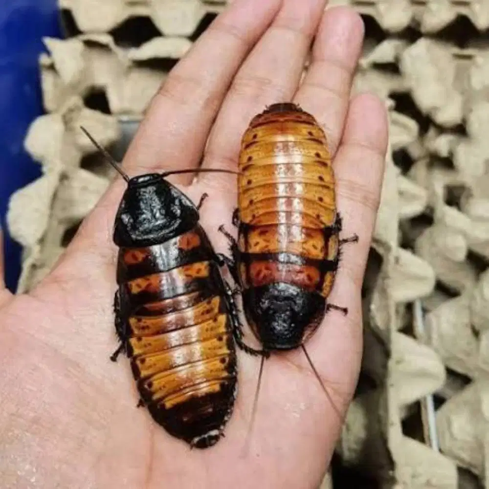 Kecoa Madagaskar Jakarta (Gromphadorhina Portentosa)