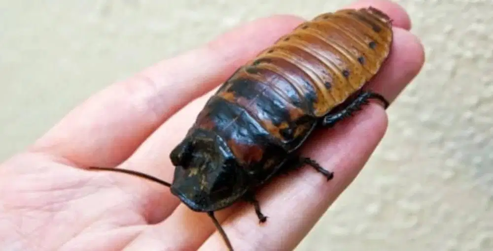 Kecoa Madagaskar Jakarta (Gromphadorhina Portentosa)