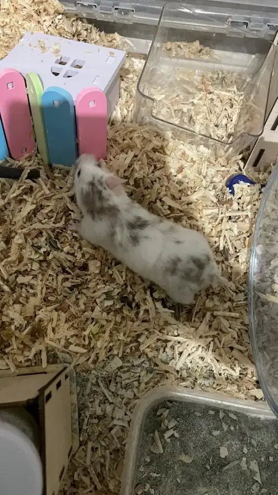 Hamster Fujiyama