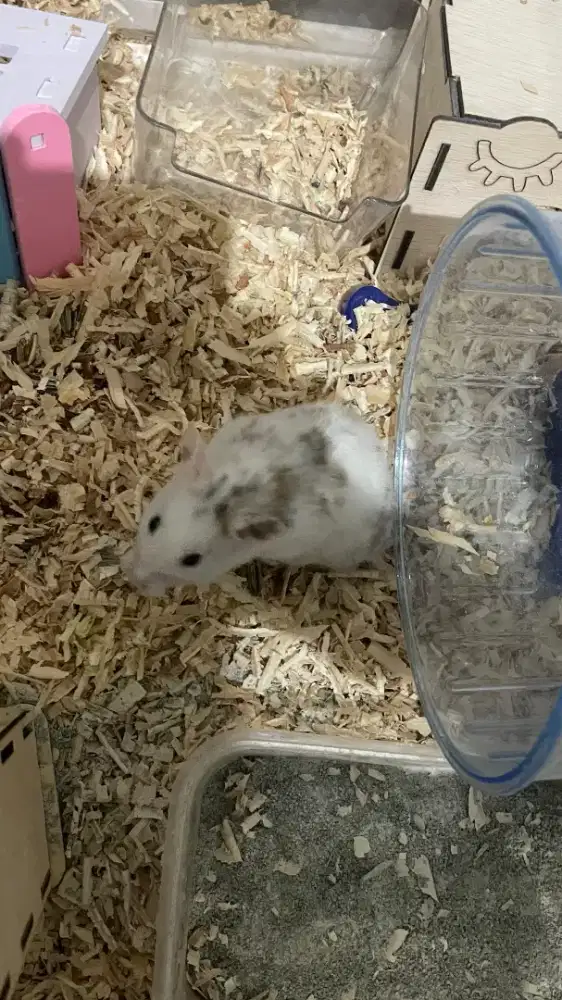 Hamster Fujiyama 100rb 2 ekor