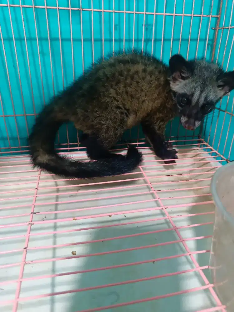 Musang pandan anakan  baby