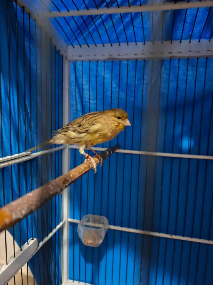 Burung Kenari F2YS