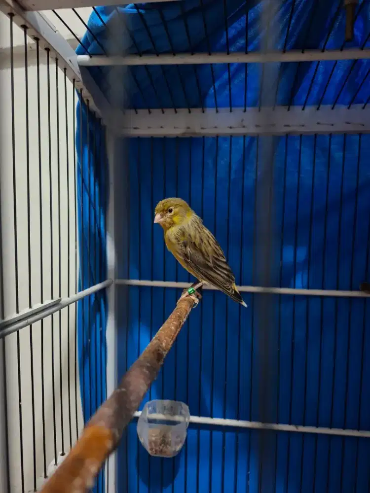 Burung Kenari F2Hibrid