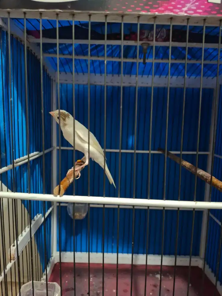 Burung Kenari Scotfancy(SFL)