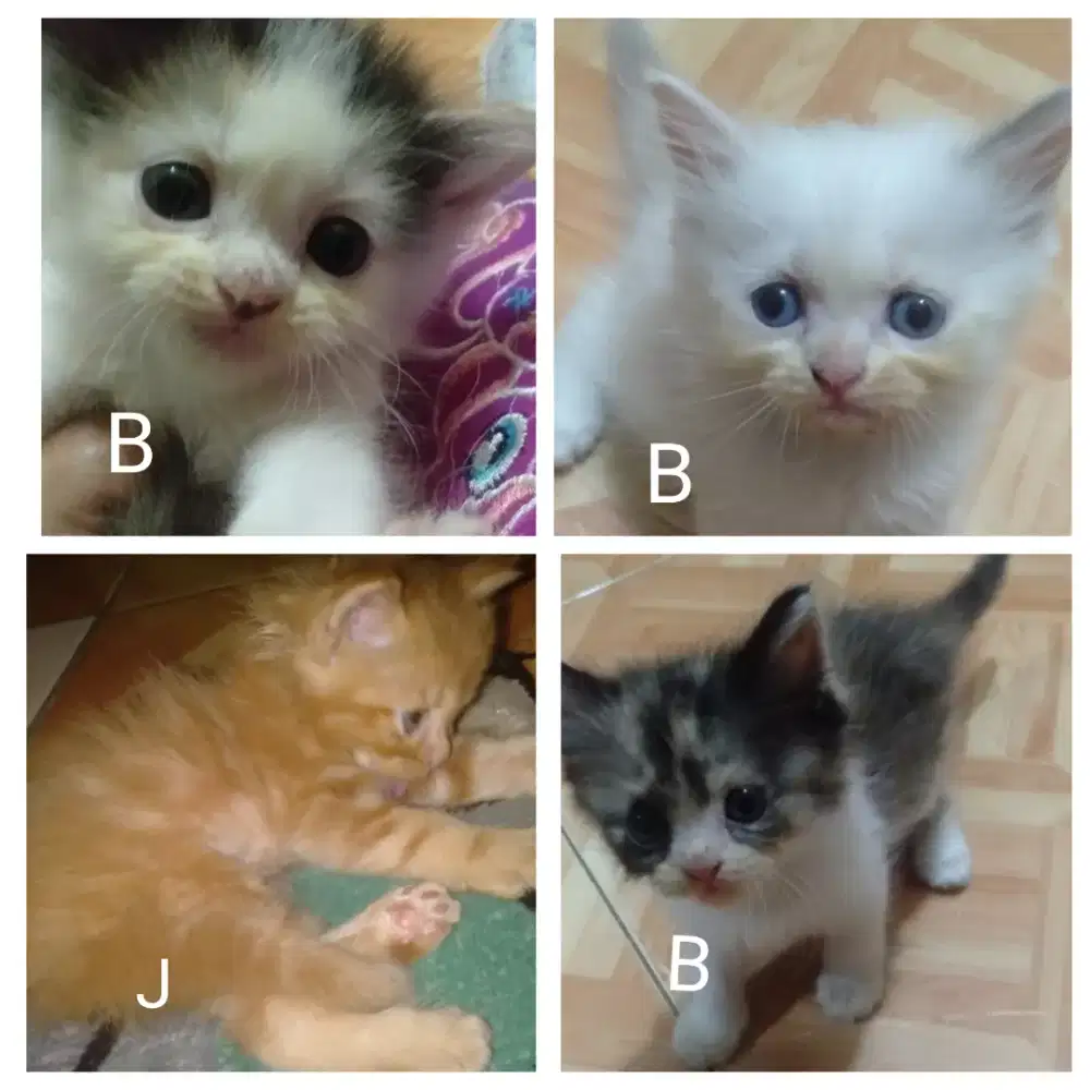Kucing kitten Persia medium mix flatnose