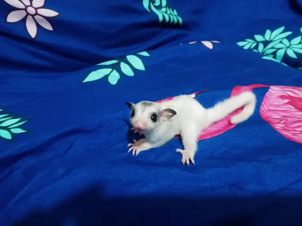 Sugar Glider Platmoz