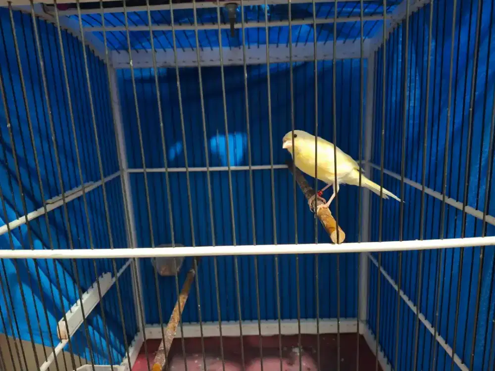 KENARI F1 HIBRID