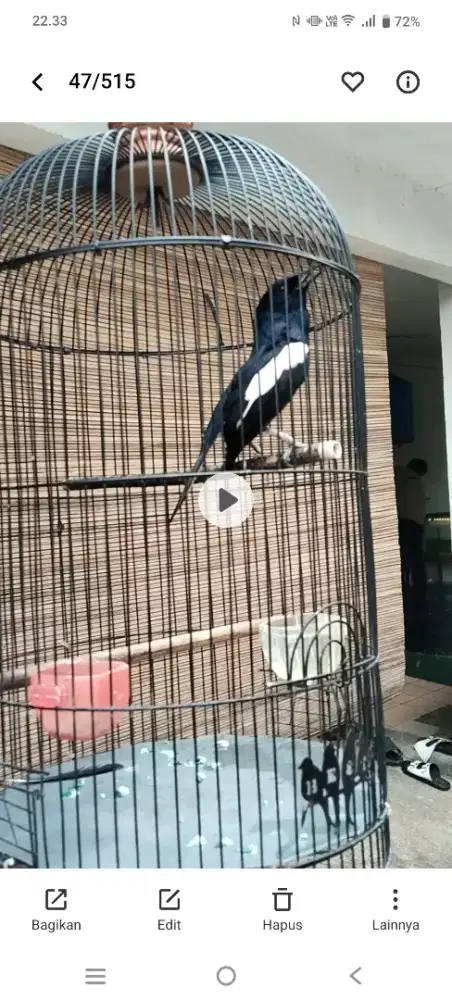 Di jual burja burung kacer jatim uda mapan dan uda ngobra2