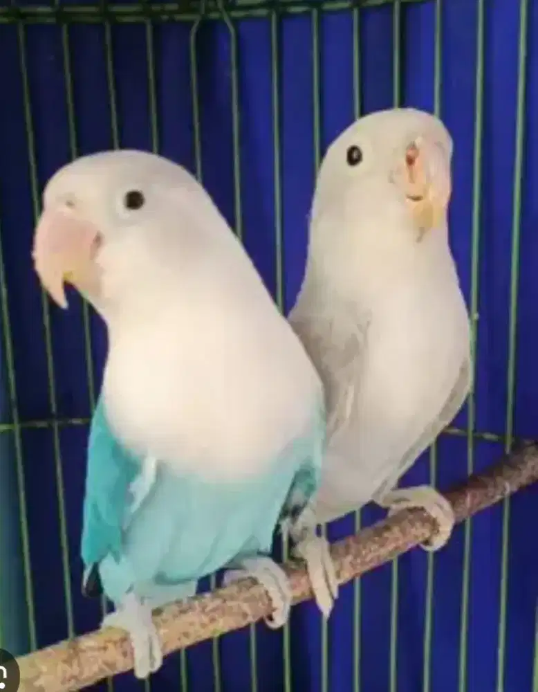 Burung Lovebird satu Pasang