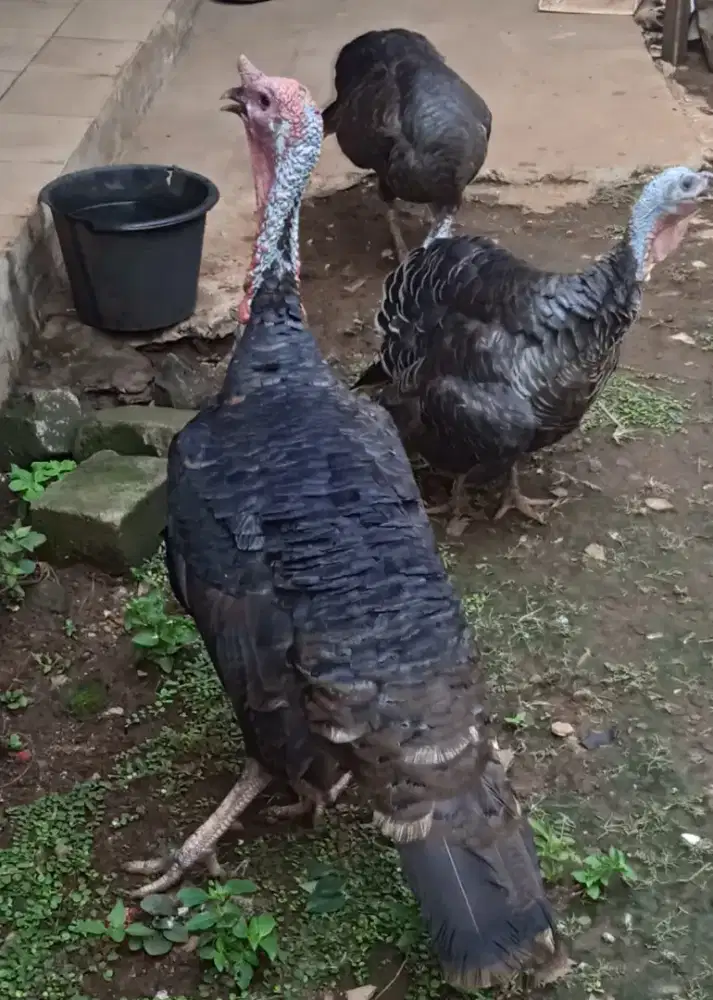 Jual ayam kalkun 2 cw 1 cowo