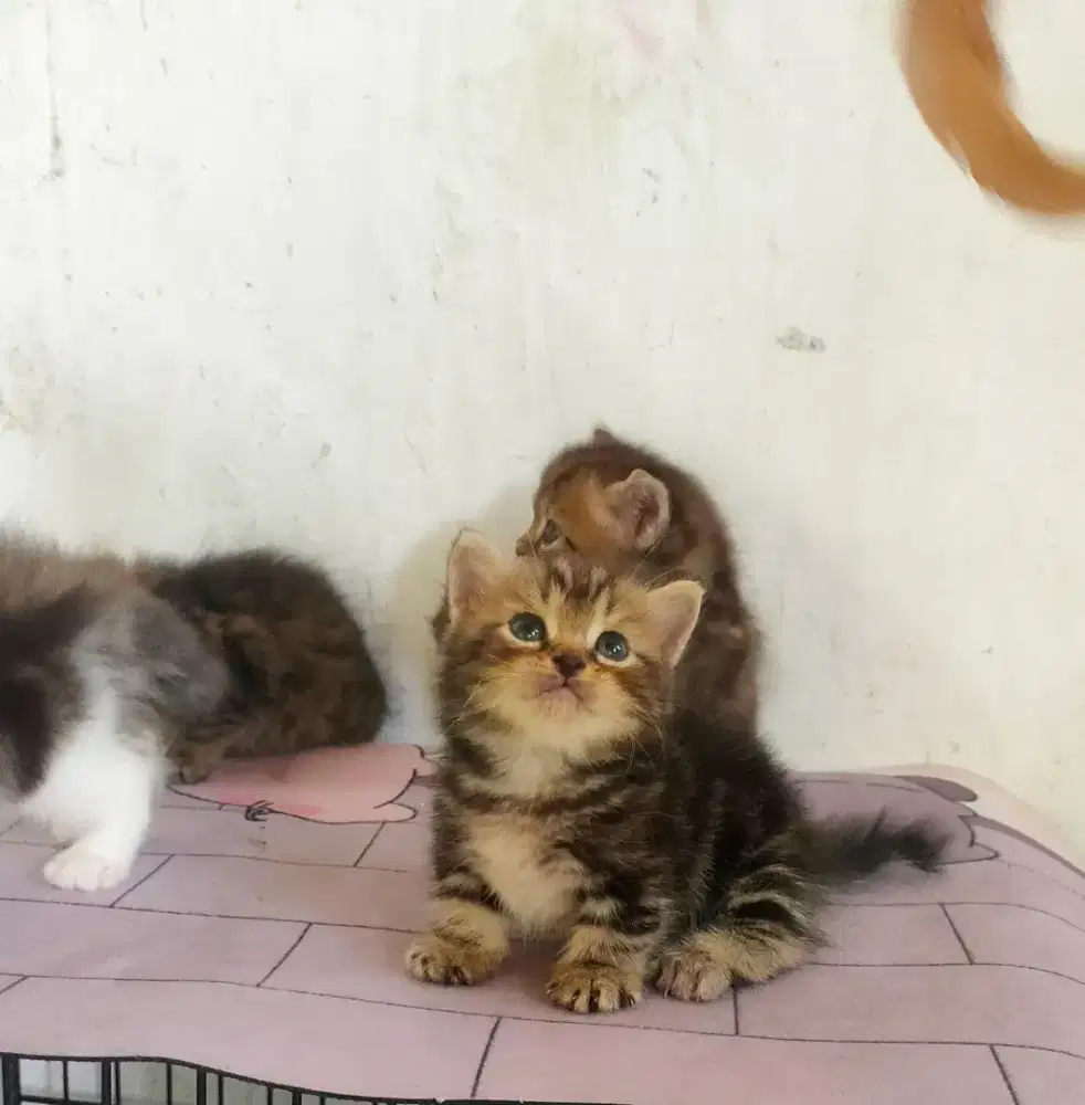 Munchkin jantan marbel