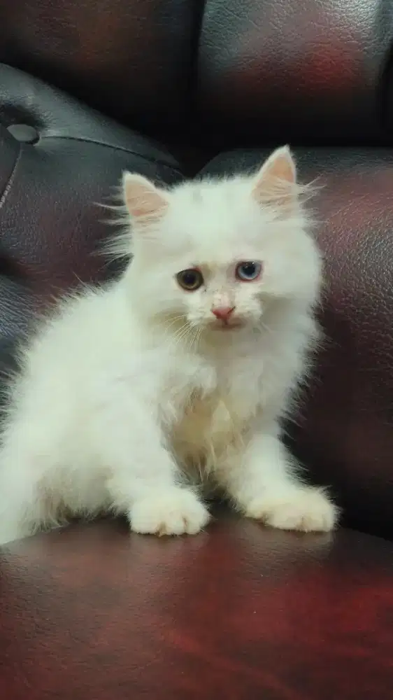 Kucing Kitten Persia Odd Eyes Tuxedo