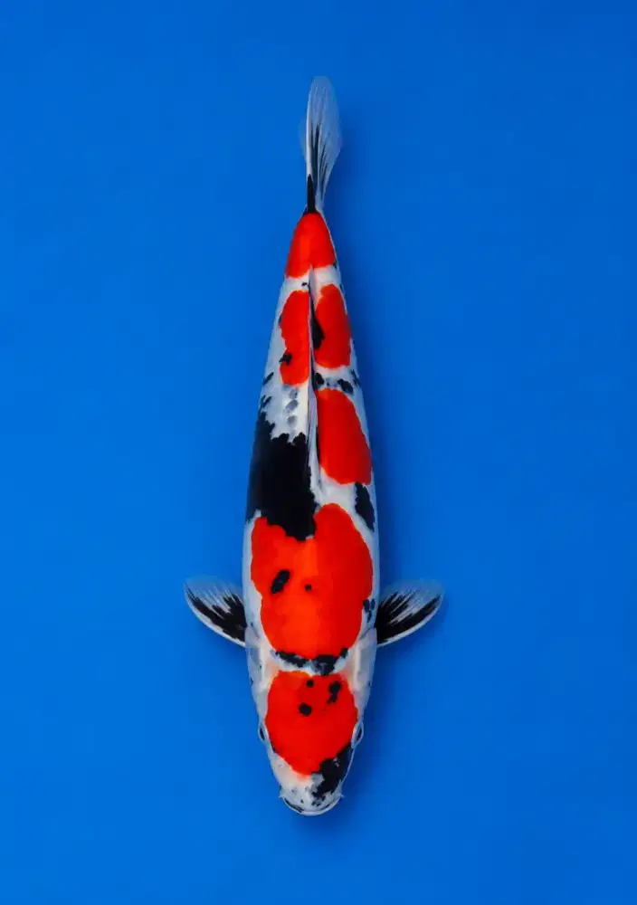 Koi Showa Doitsu