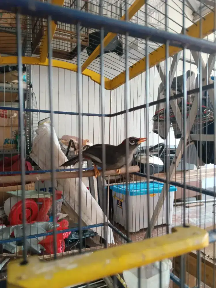 Poksai Mandarin fulset kandang kotak kerodong tebal