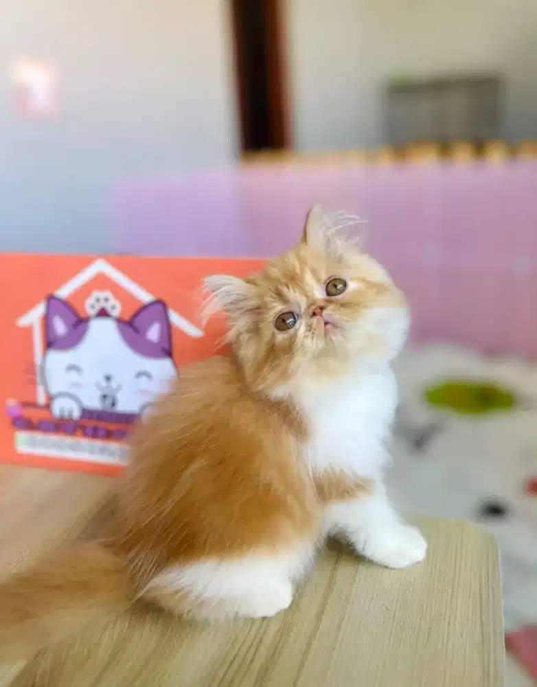 Kitten peaknose lucu imut