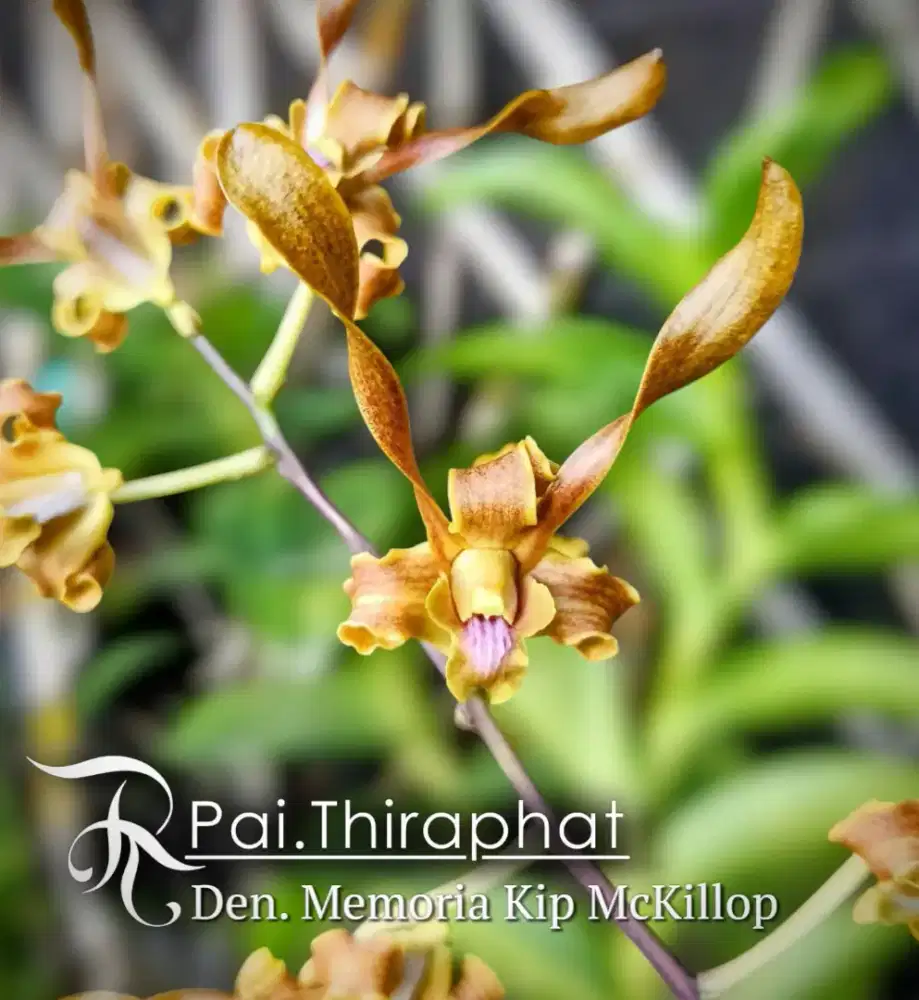 Dendrobium Memoria Kip Mckillop