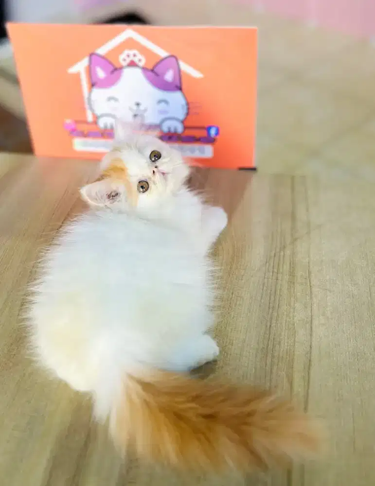 Kucing kitten peaknose lucu imut gemoy