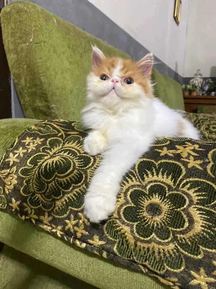 KITTEN PERSIAN PEAKNOSE LONGHAIR BULU KAPAS