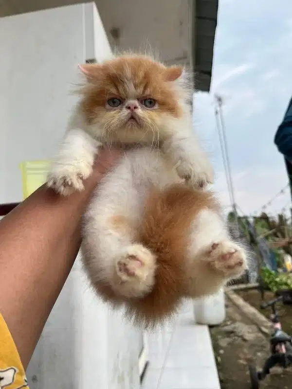 KITTEN PERSIAN PEAKNOSE BULU KAPAS