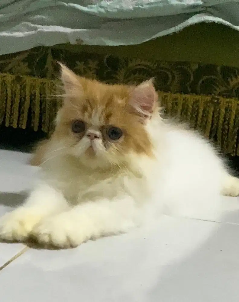 KITTEN PERSIAN LONGHAIR BULU KAPAS
