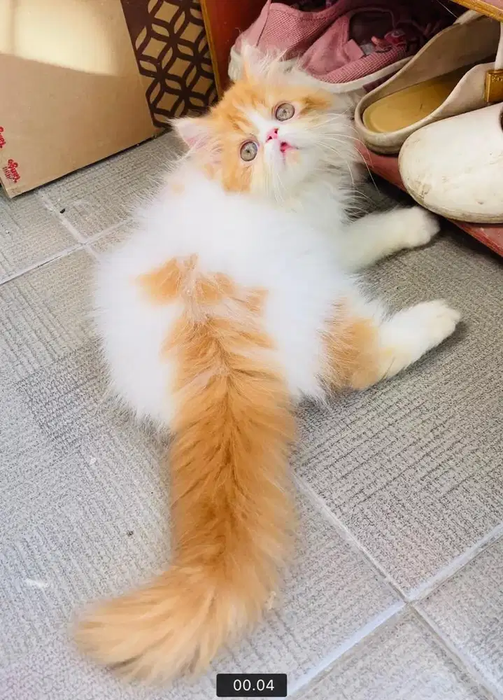 KITTEN PERSIAN PEAKNOSE LONGHAIR BULH KAPAS
