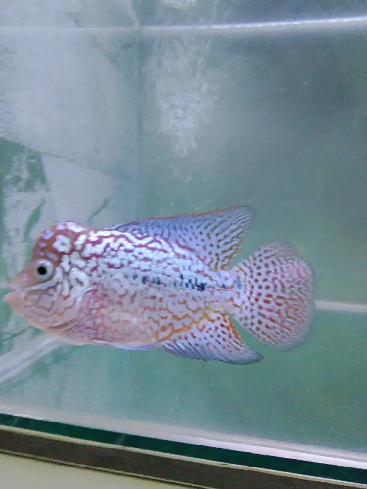 Ikan Lohan Louhan kamfa f2