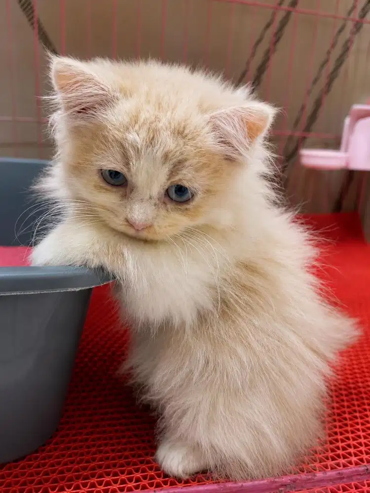 Kucing Kitten Persia