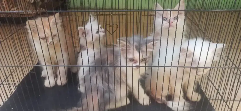 Anak kucing baru