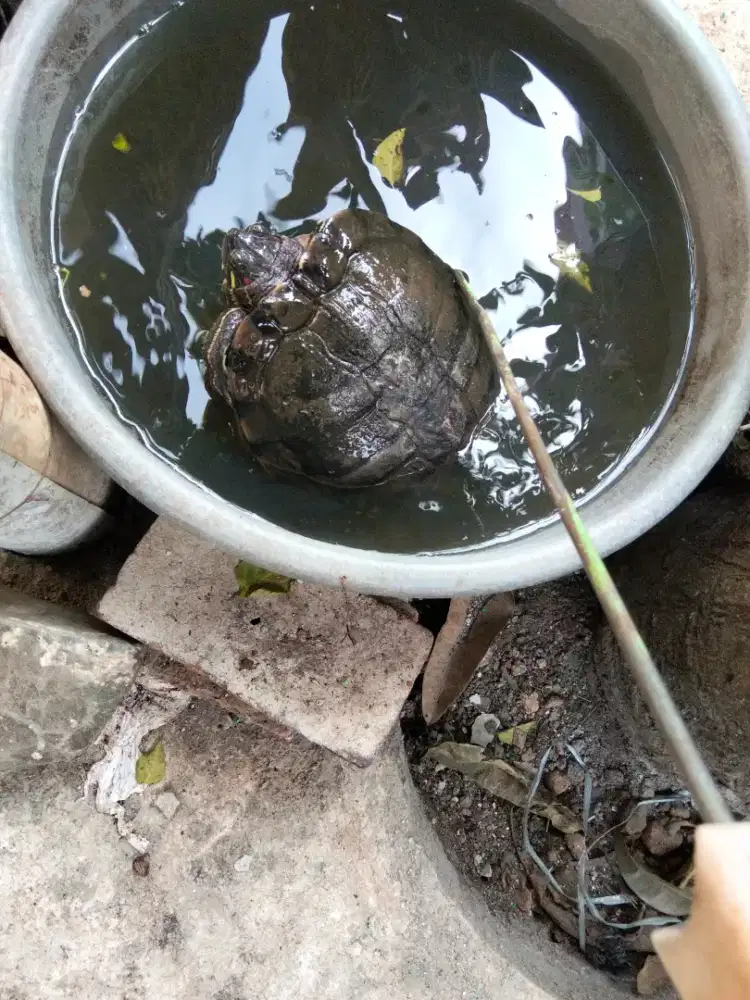 Kura kura brazil