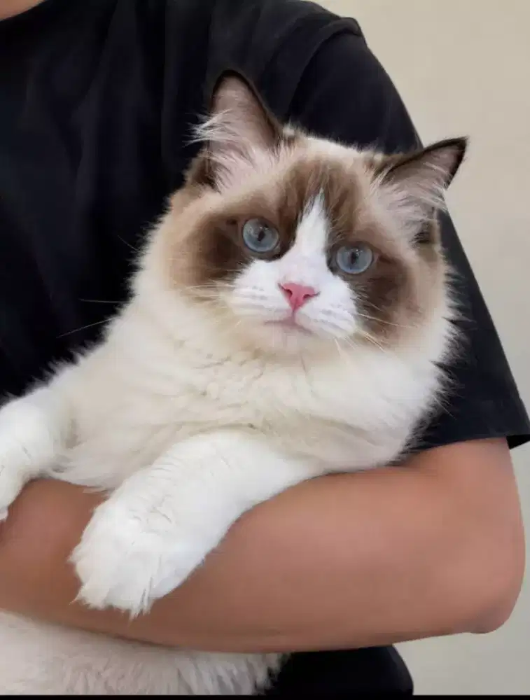 Ragdoll betina 8 bulan