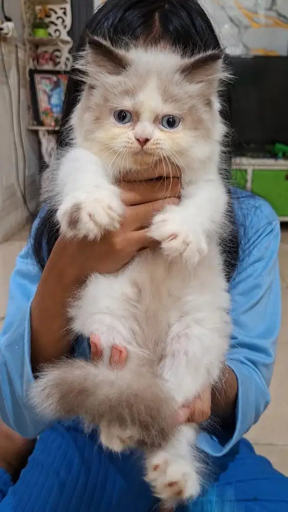 Kitten Jantan Ragdoll