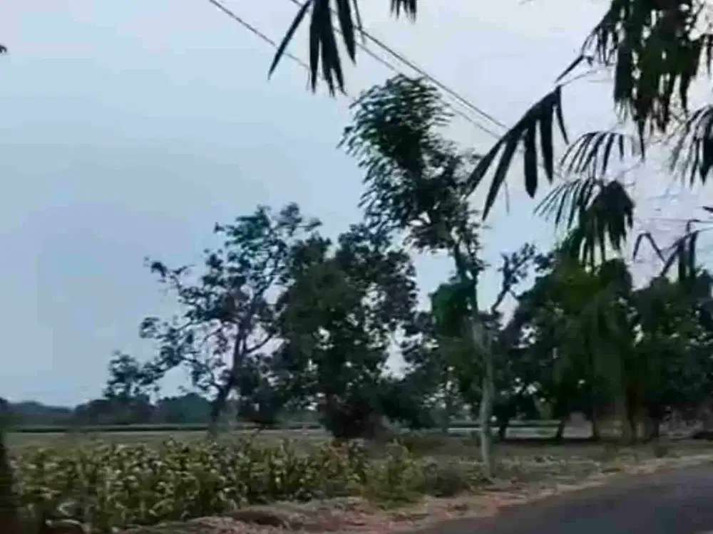 Dijual Sawah masih aktif