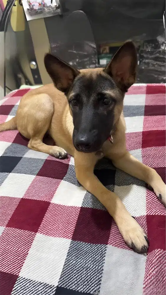 Di jual cepat anjing Belgian Malenois 3,5 bulan jantan