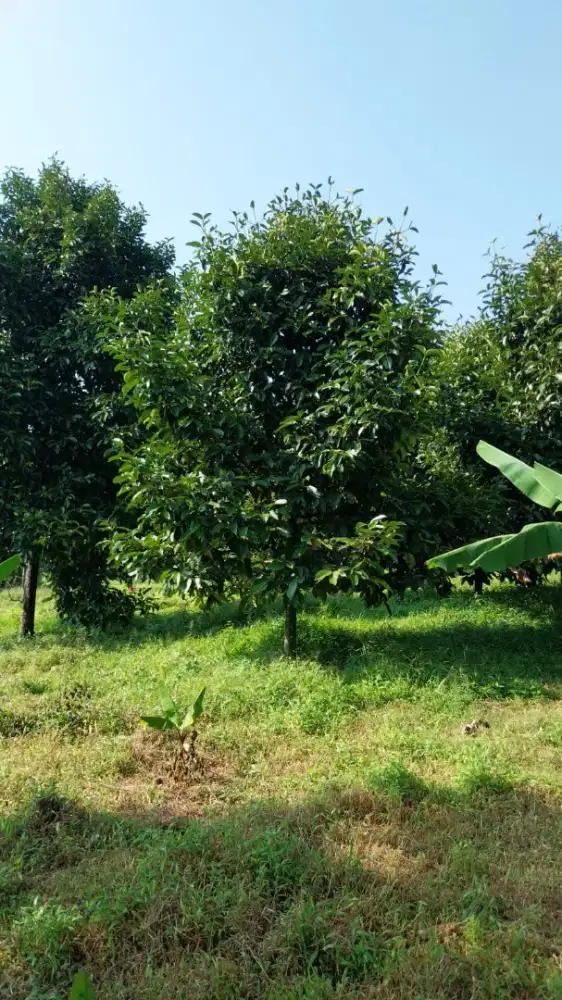 Tanah SHM 4.800+ m² di Jonggol: untuk Kebun Eksklusif atau Peternakan.
