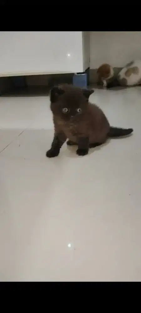 Kitten BSH warna Dark Choco (langka)