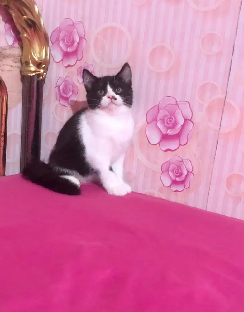 Kucing BSH Mix Exotic Jantan Bicolour Gimbul 30000